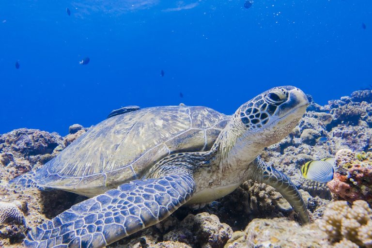 Turtle swims along the ocean floor.